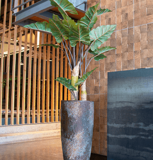 alocasia 2